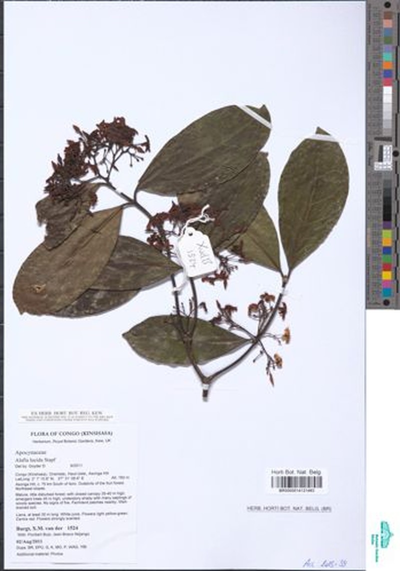 Alafia lucida