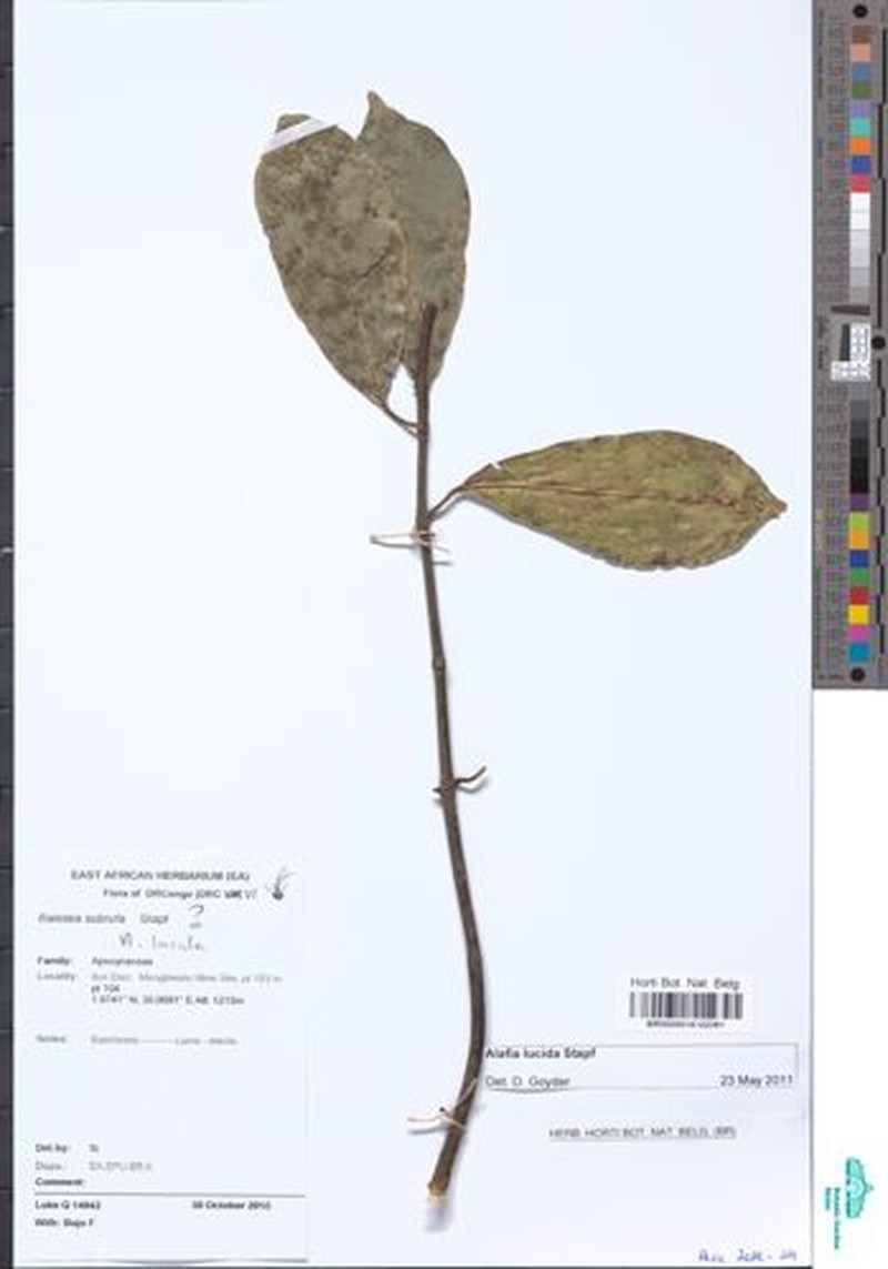 Alafia lucida photo 2
