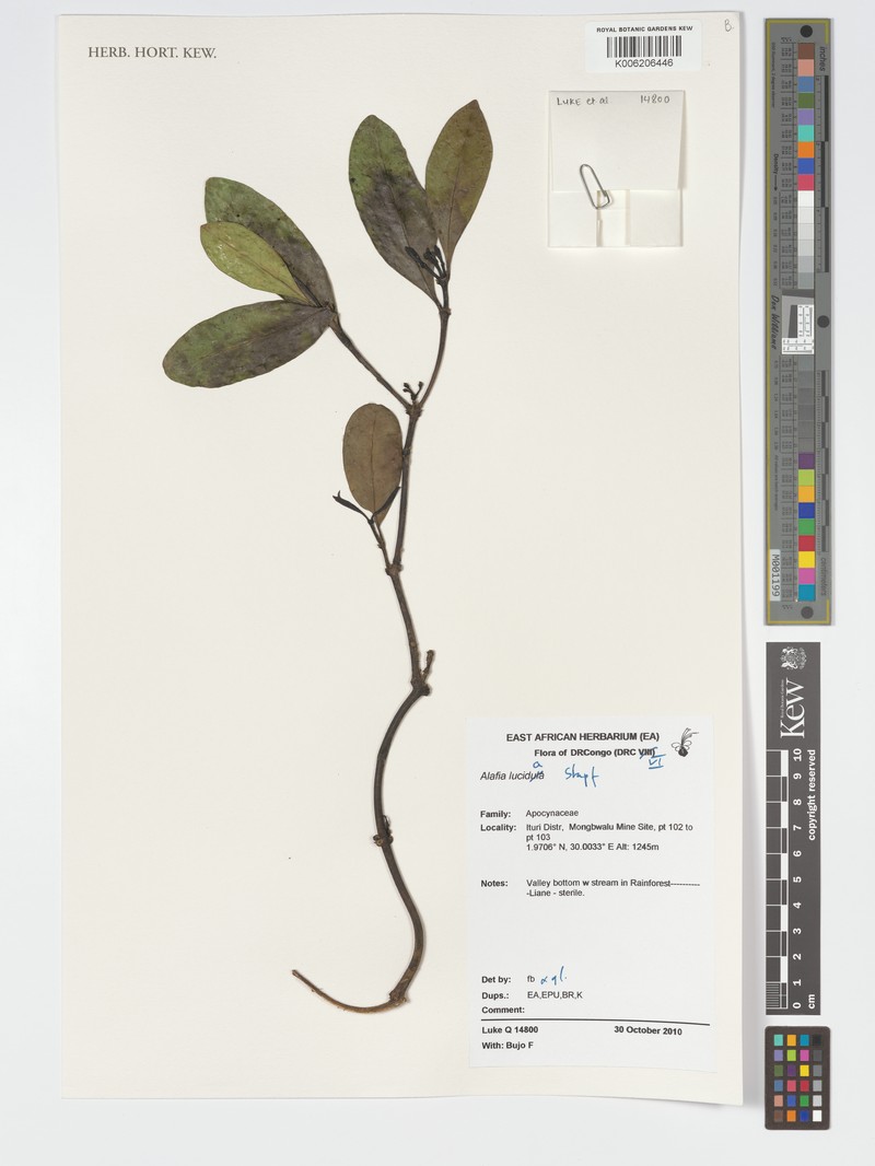 Alafia lucida photo 3