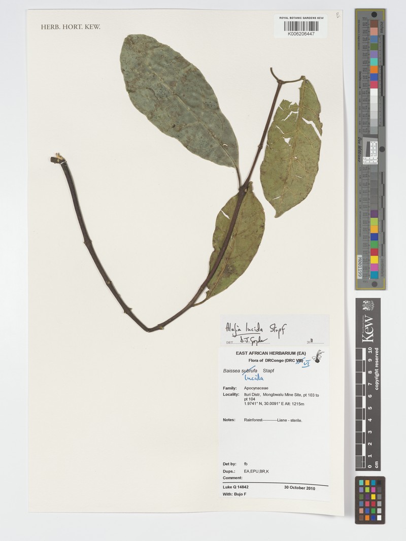 Alafia lucida photo 4