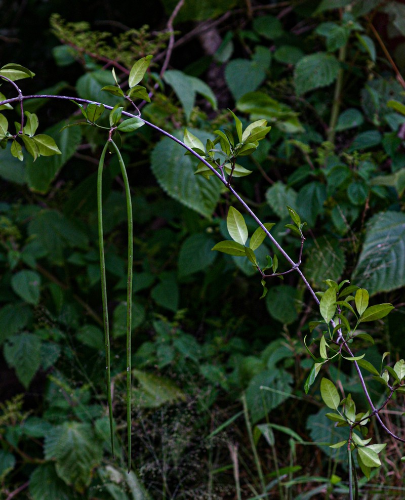 Alafia microstylis
