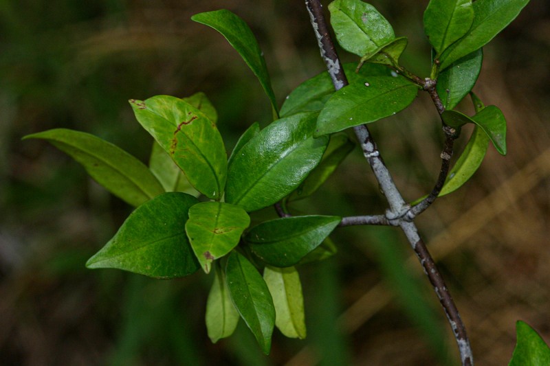 Alafia microstylis photo 2