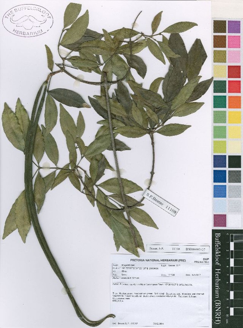 Alafia microstylis photo 3