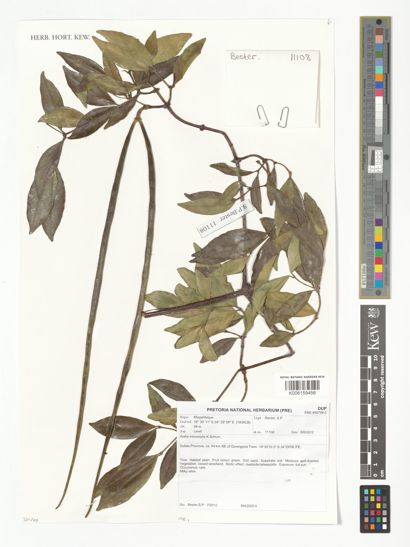 Alafia microstylis photo 4