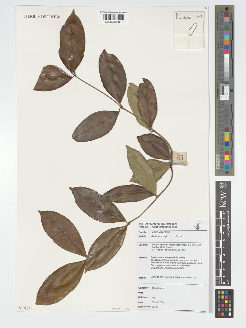 Alafia microstylis photo 5