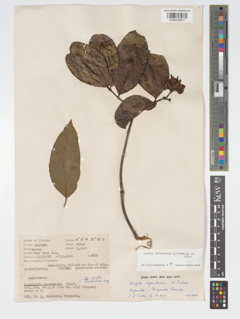 Alafia orientalis
