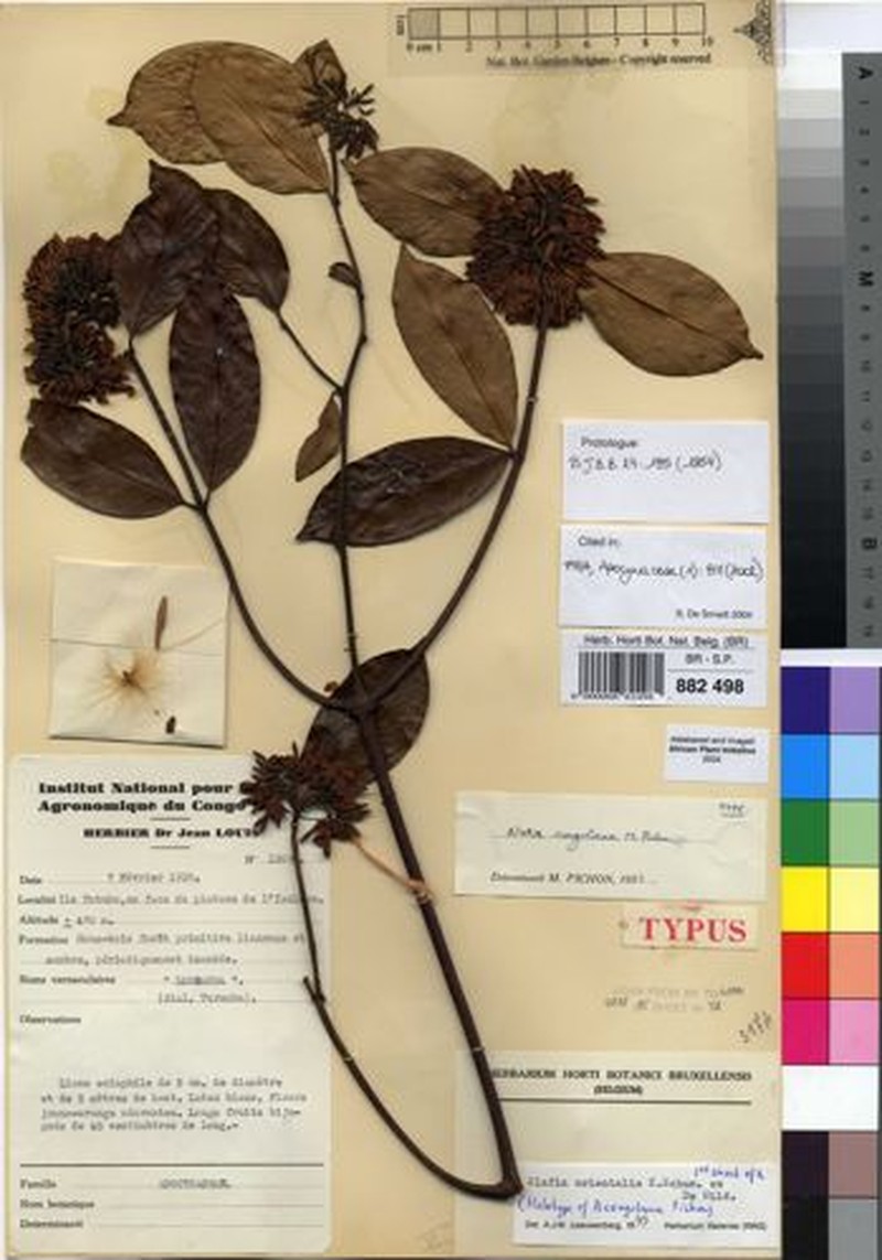 Alafia orientalis photo 2