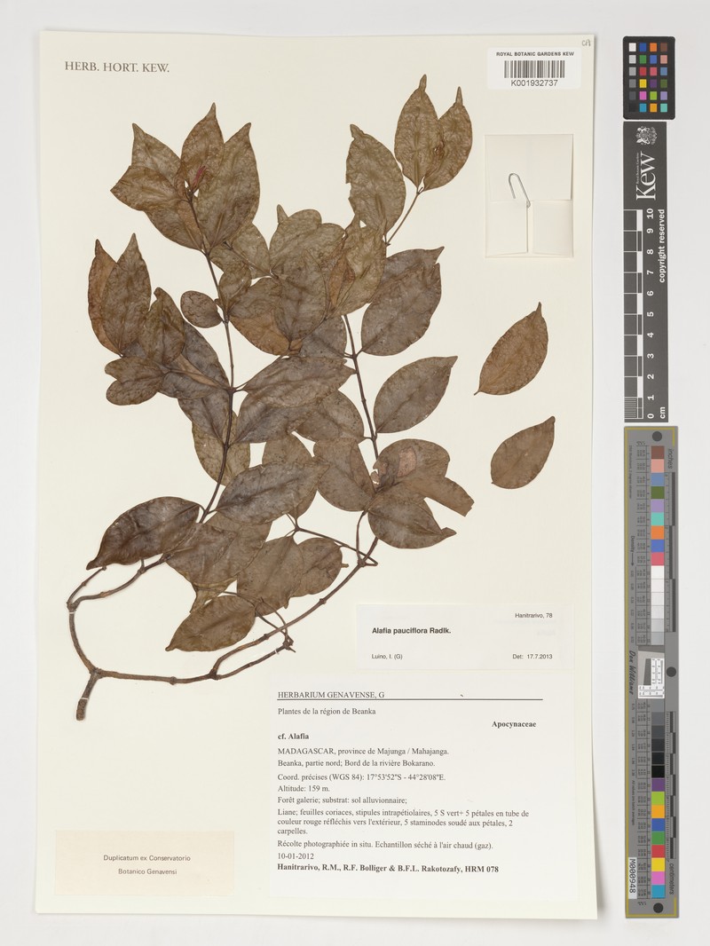 Alafia pauciflora