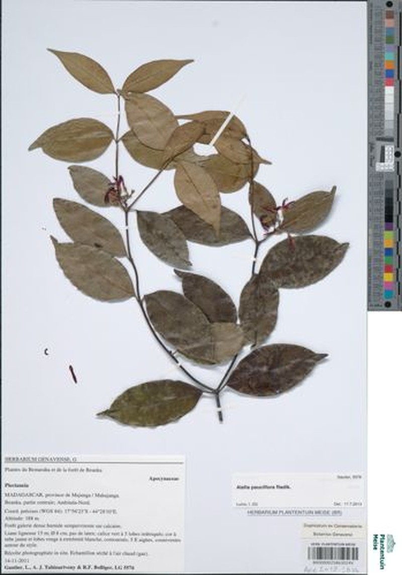 Alafia pauciflora photo 2