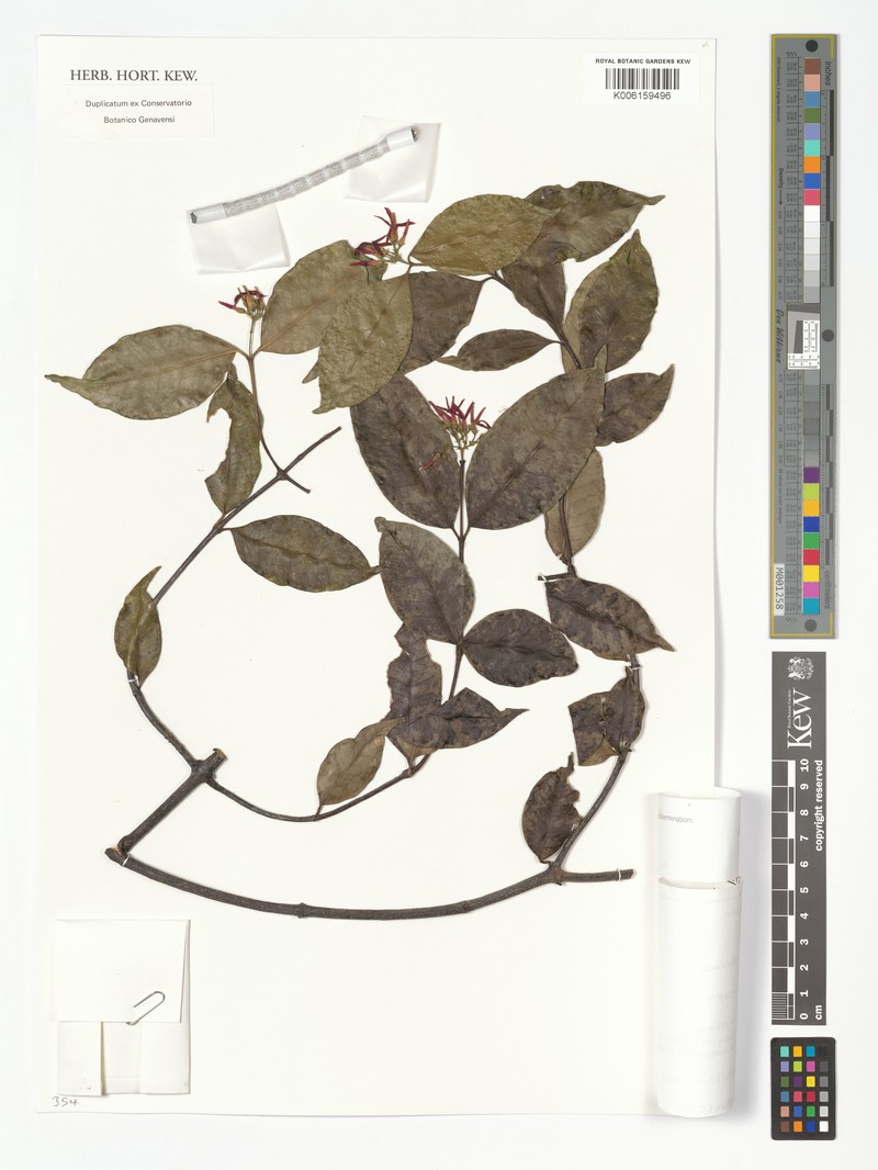 Alafia pauciflora photo 3