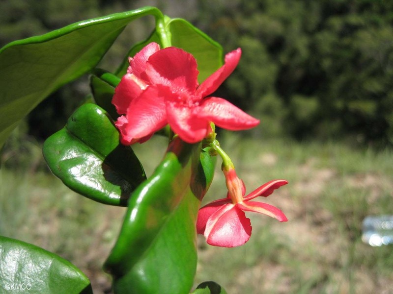 Alafia perrieri