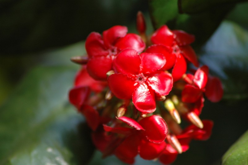 Alafia perrieri photo 2