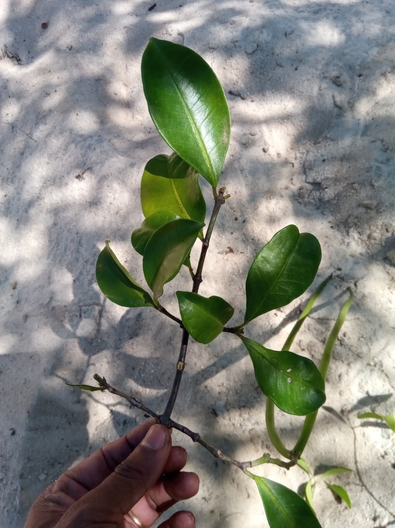 Alafia perrieri photo 3