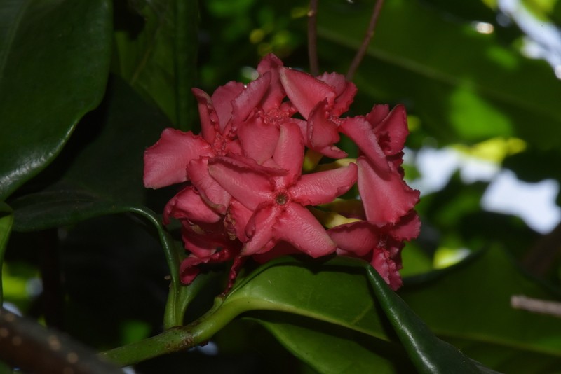 Alafia perrieri photo 6
