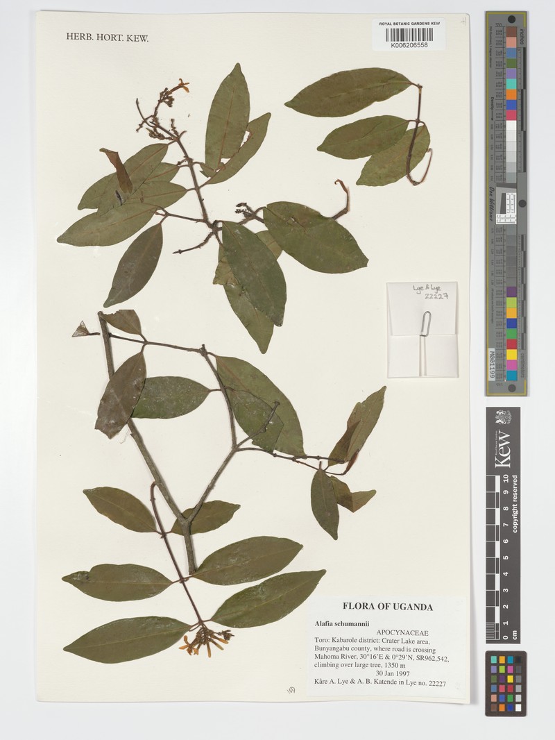 Alafia schumannii