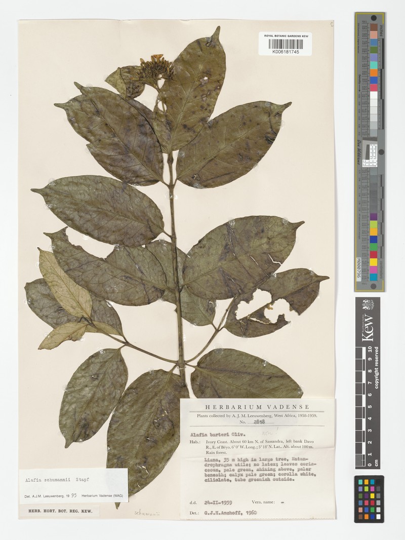 Alafia schumannii photo 2