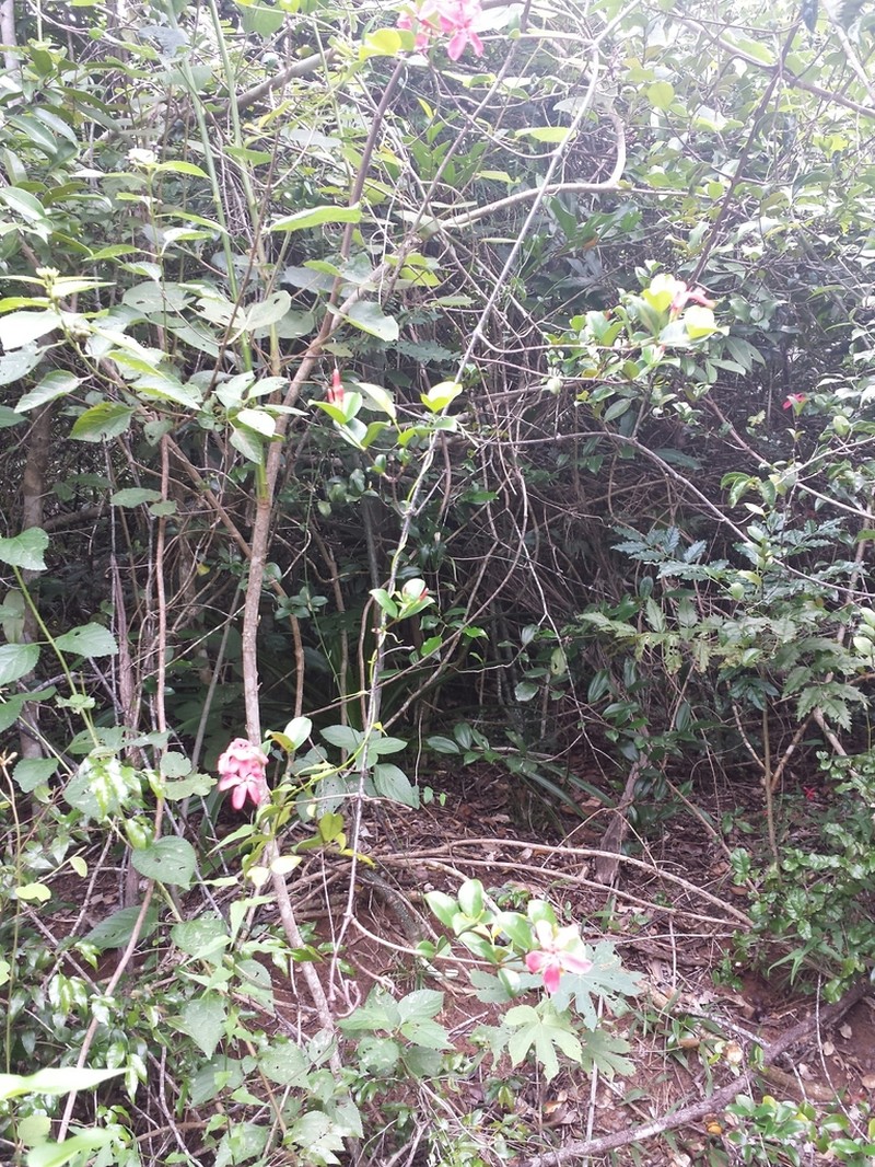 Alafia thouarsii