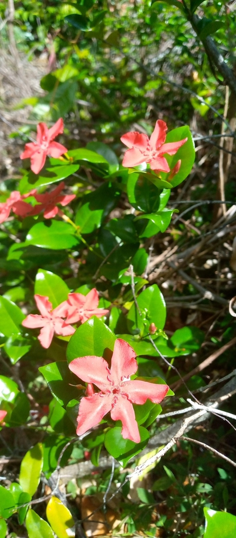 Alafia thouarsii photo 2