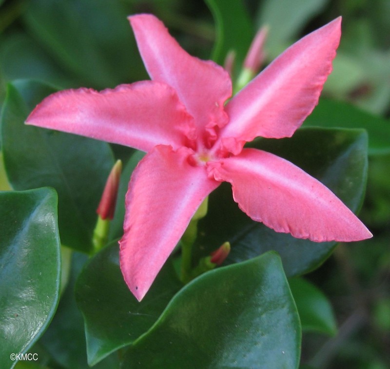 Alafia thouarsii photo 3