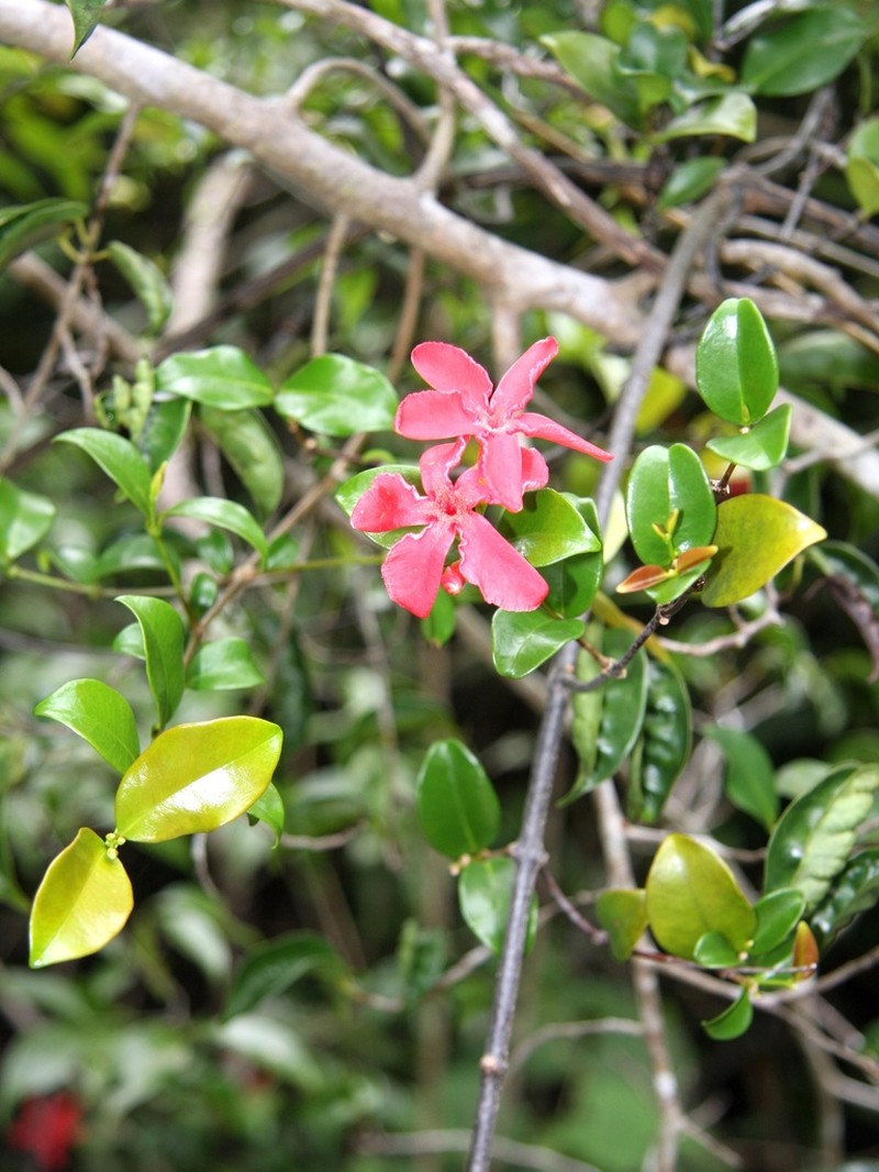 Alafia thouarsii photo 4