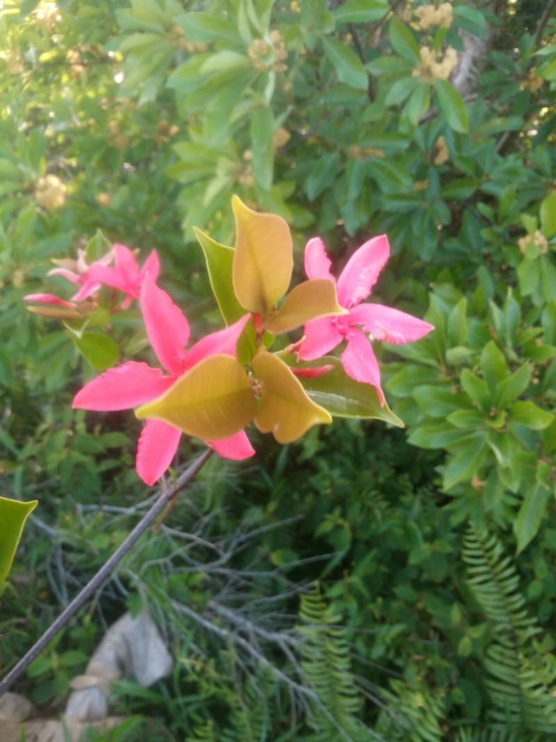 Alafia thouarsii photo 5