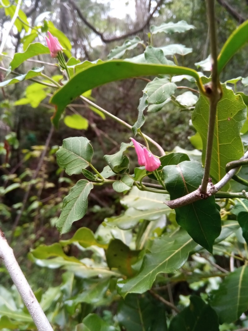 Alafia thouarsii photo 6