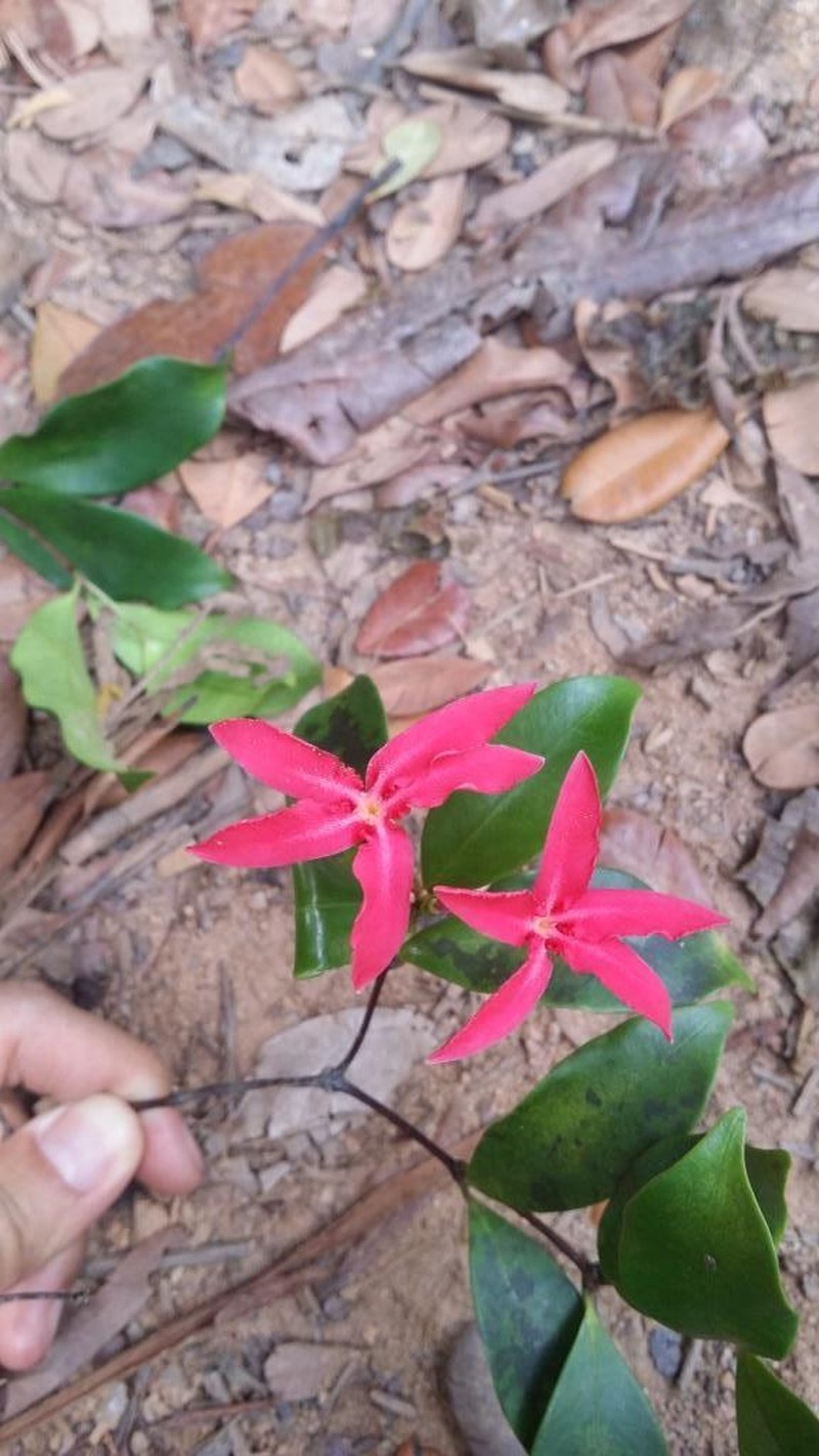 Alafia thouarsii photo 7