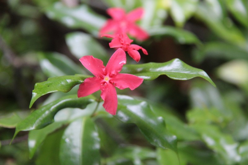 Alafia thouarsii photo 8