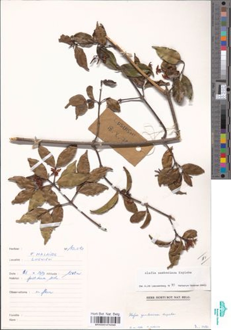 Alafia zambesiaca