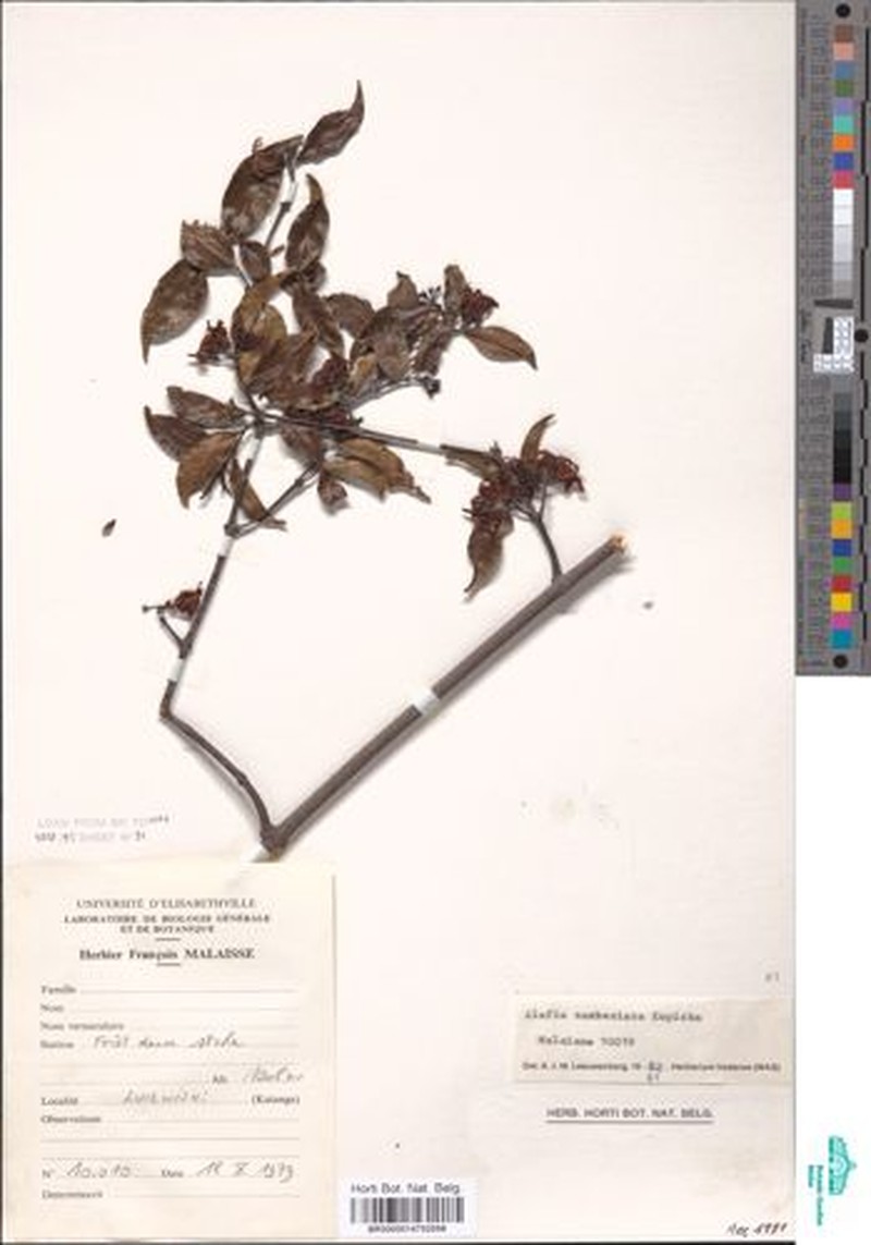 Alafia zambesiaca photo 2