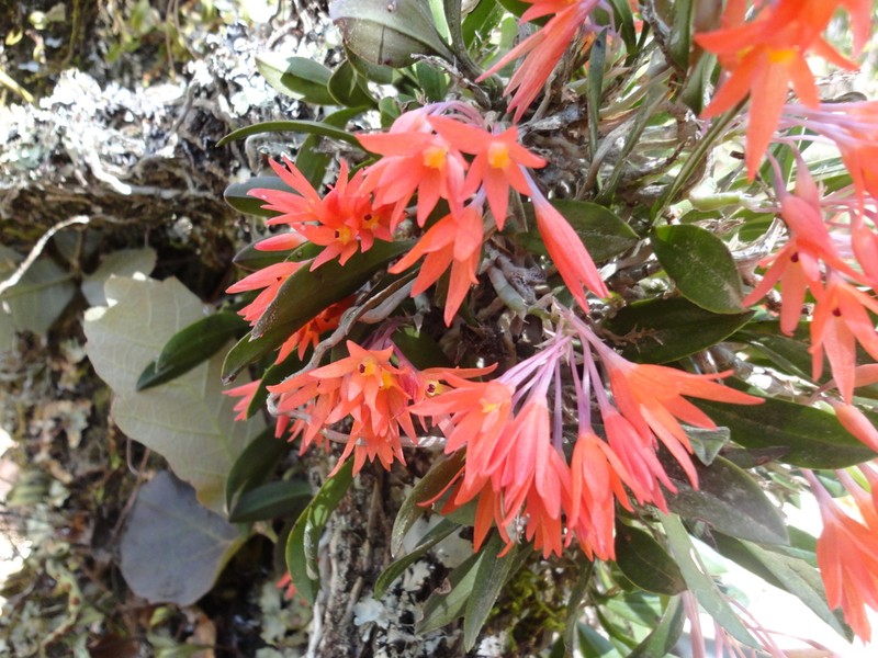 Alamania punicea photo 2