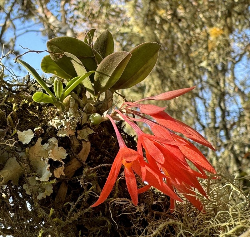 Alamania punicea photo 5