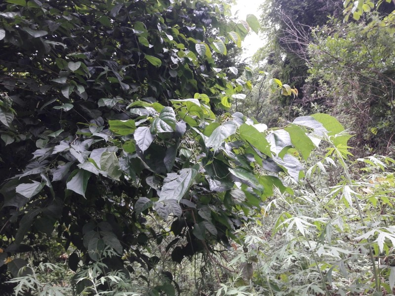 Alangium alpinum