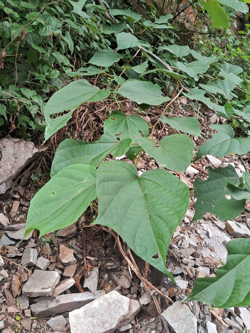 Alangium alpinum photo 2