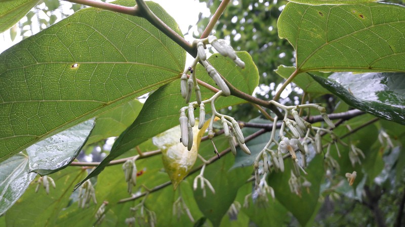 Alangium alpinum photo 4
