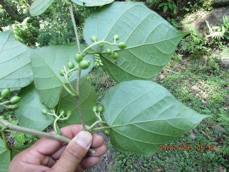Alangium alpinum photo 6