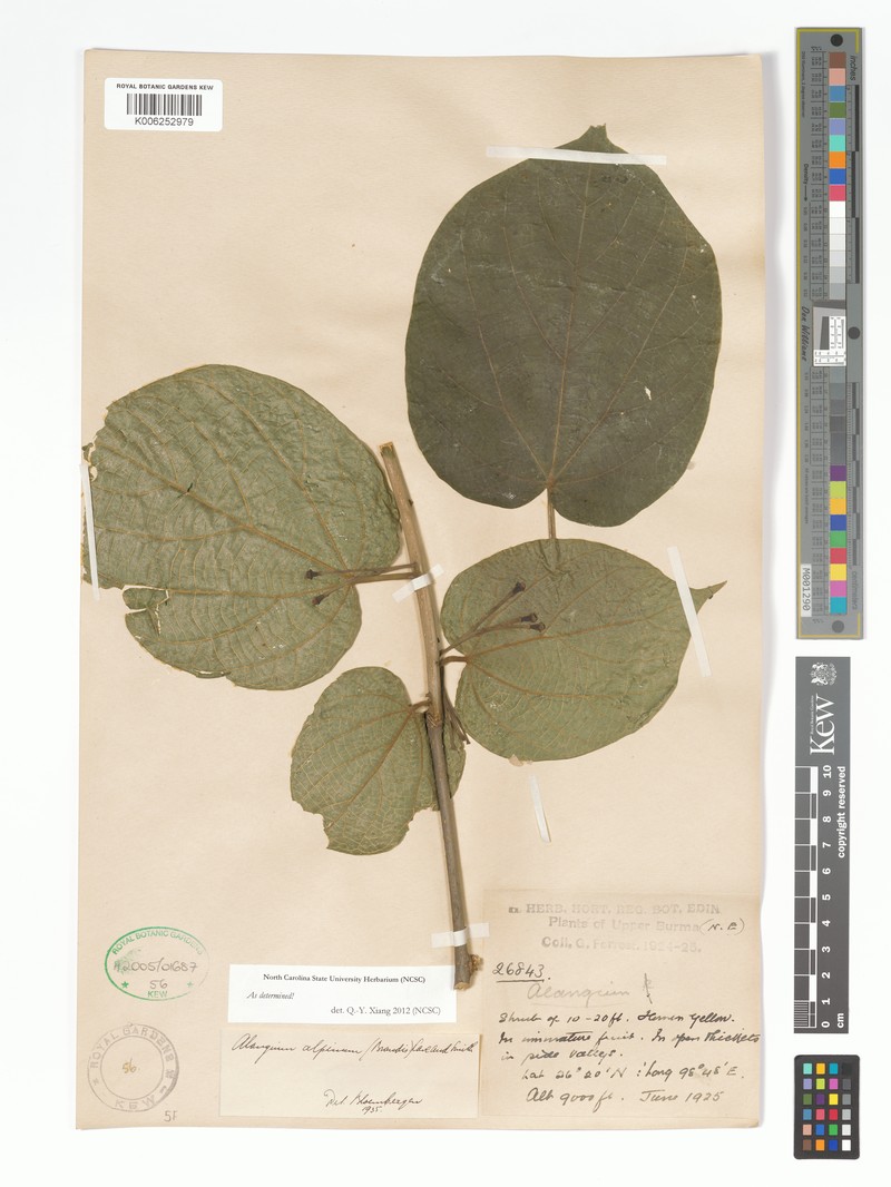 Alangium alpinum photo 7