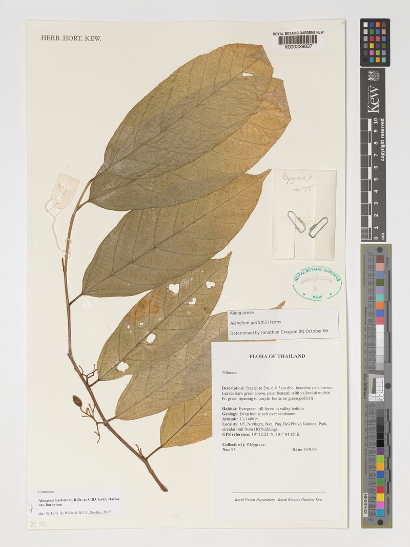 Alangium barbatum