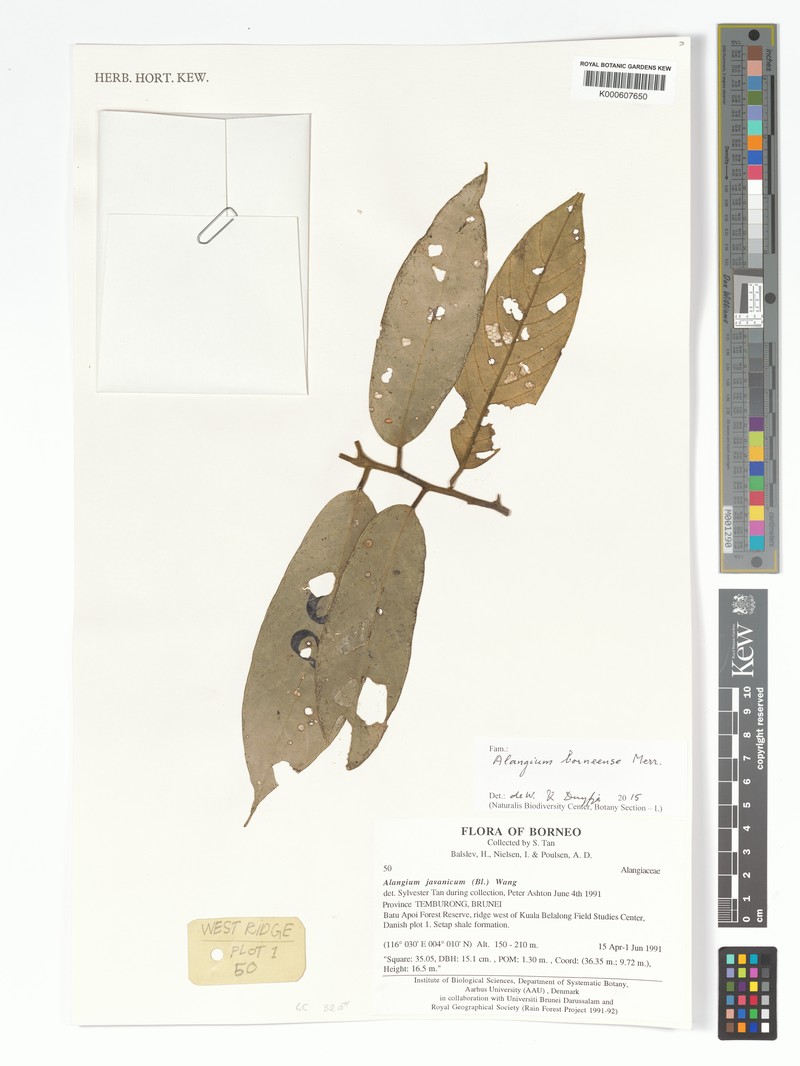 Alangium borneense