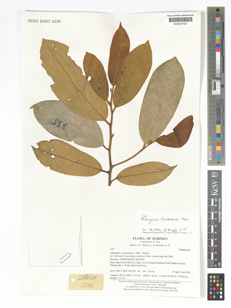 Alangium borneense photo 2