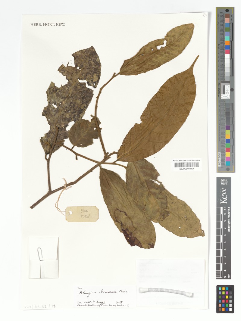 Alangium borneense photo 3