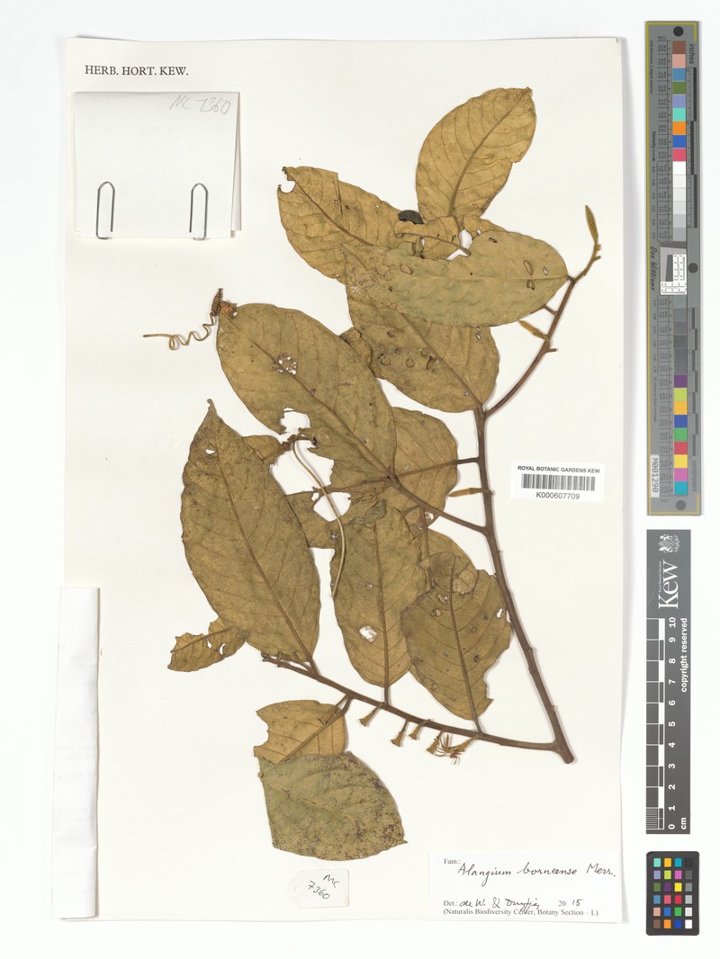 Alangium borneense photo 4