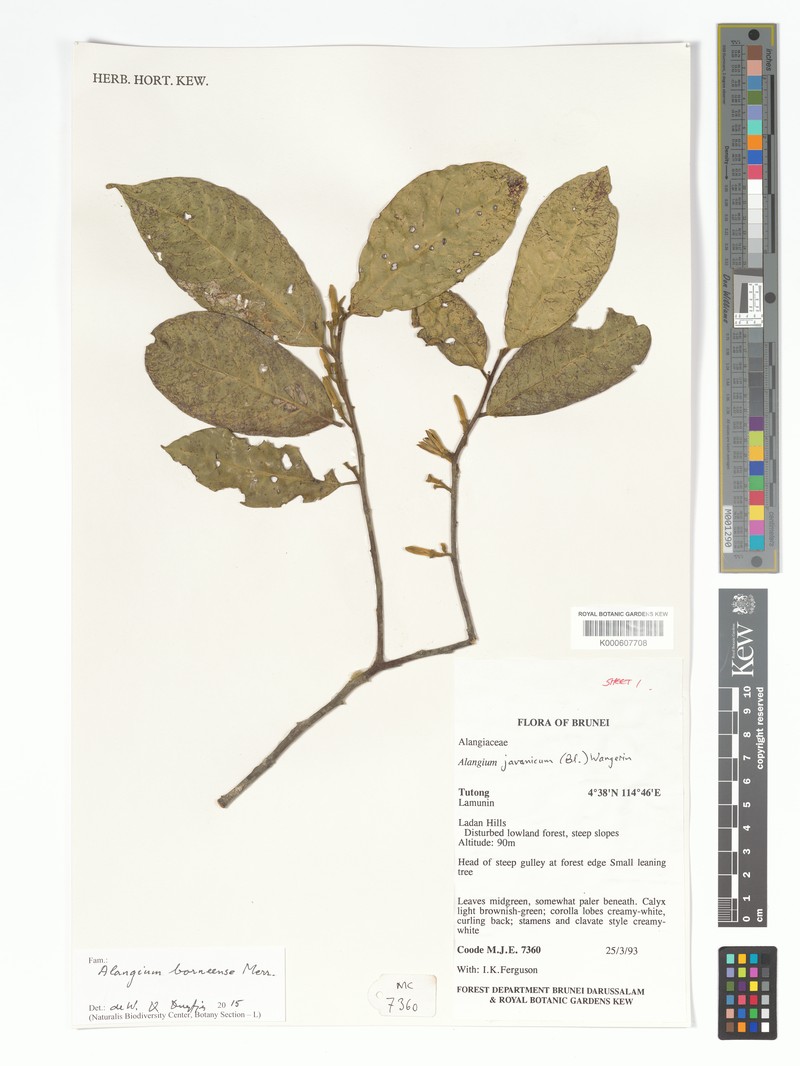 Alangium borneense photo 5