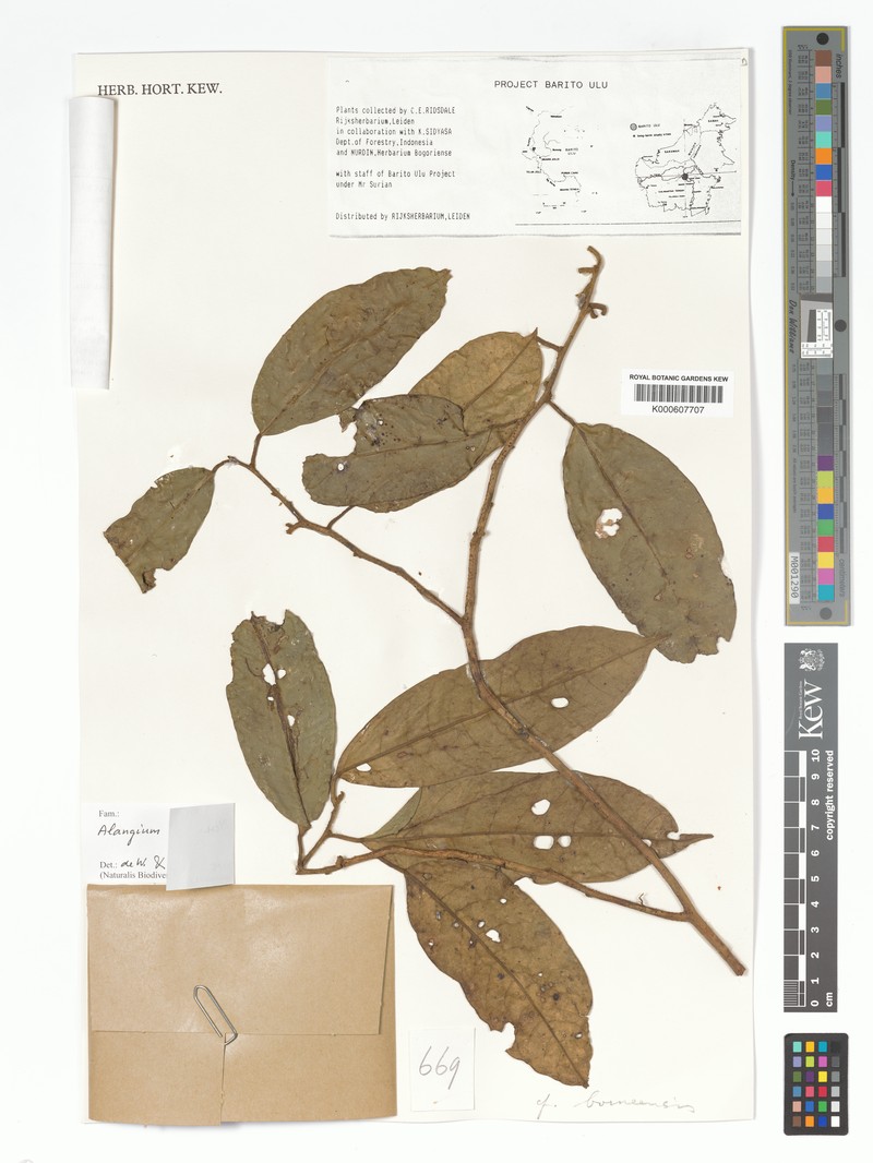 Alangium borneense photo 6