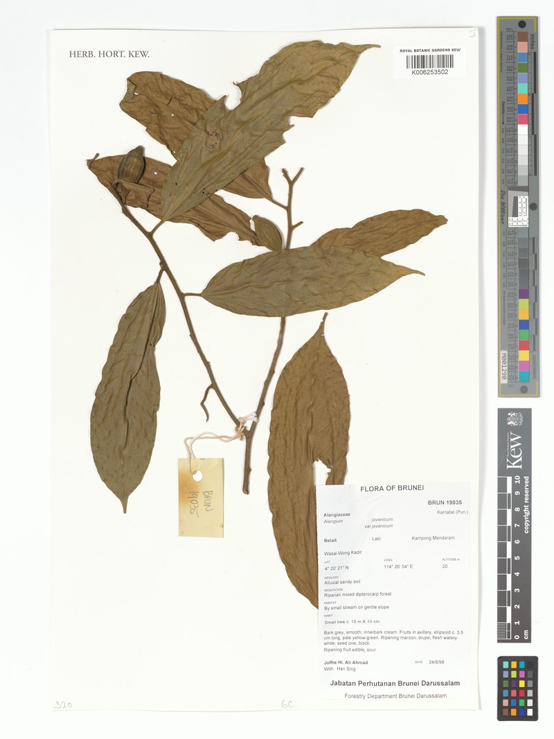 Alangium borneense photo 7