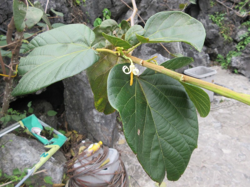 Alangium chinense photo 2