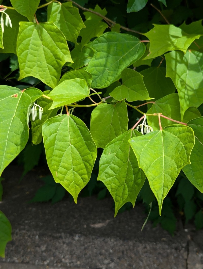 Alangium chinense photo 3