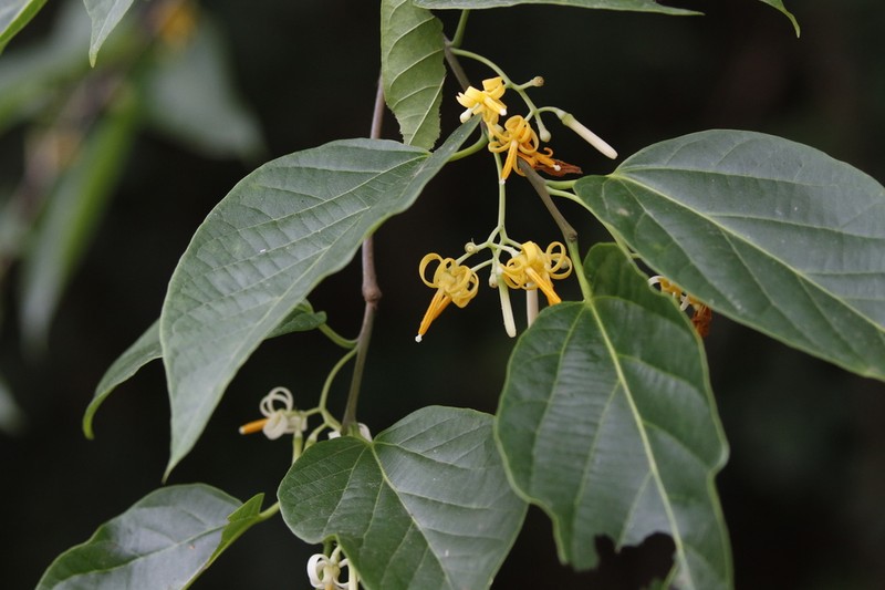 Alangium chinense photo 4