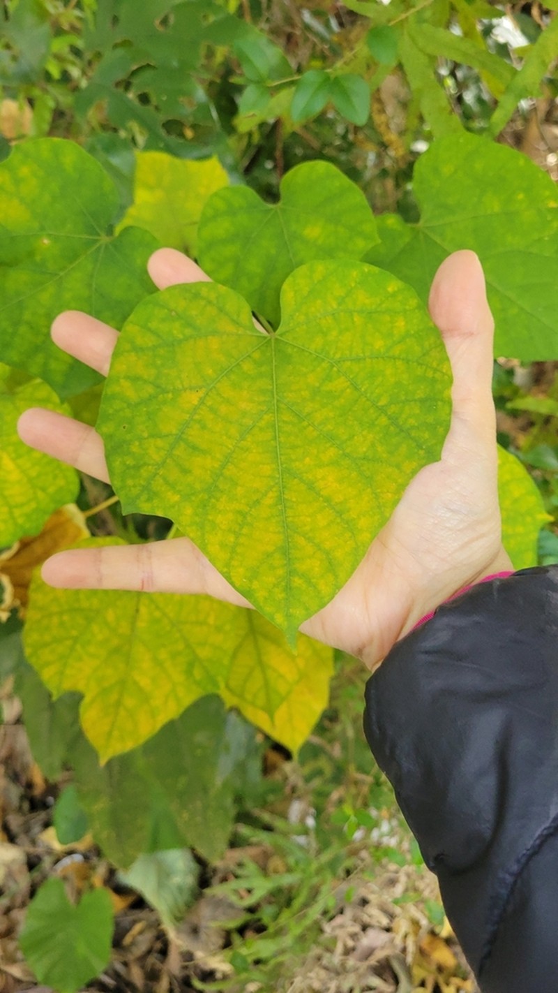 Alangium chinense photo 5