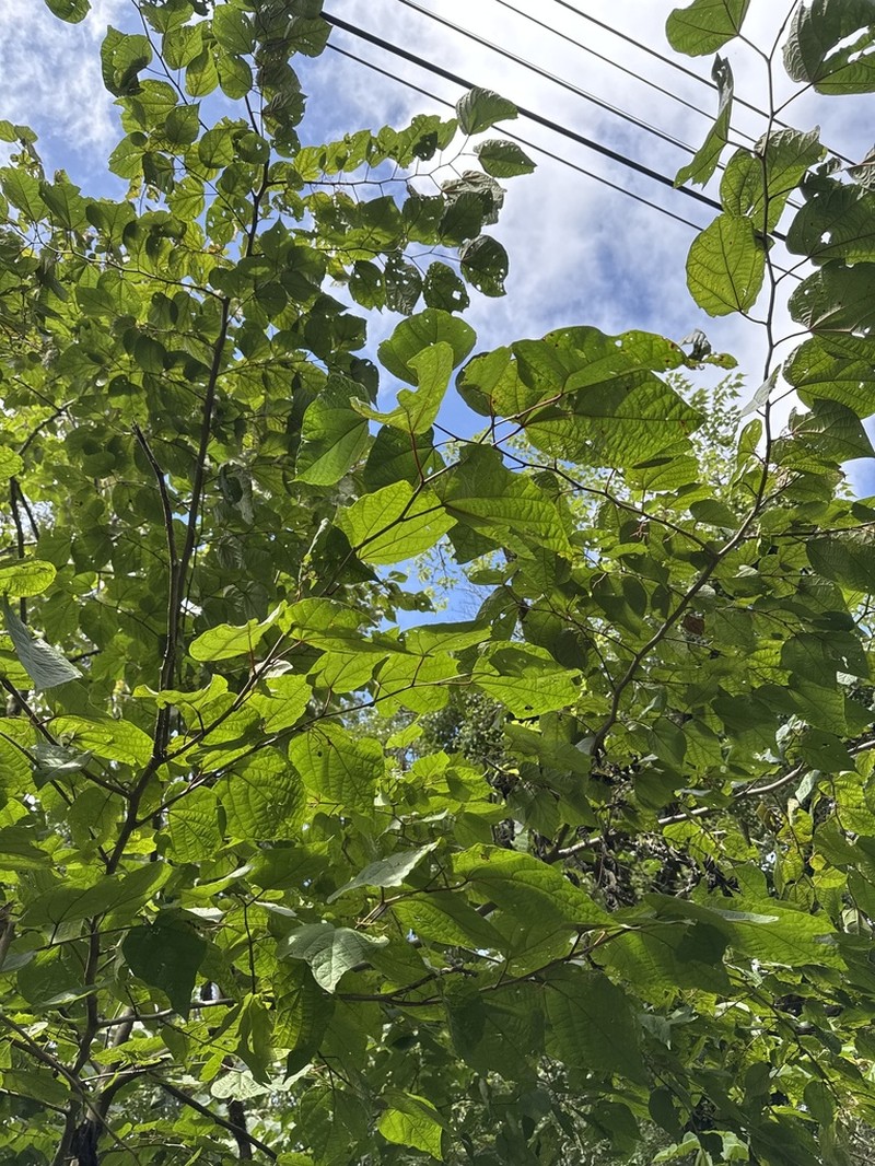 Alangium chinense photo 6